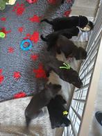Flatcotes pup met stamboom te koop, Dieren en Toebehoren, 8 tot 15 weken, Teef, Labrador retriever, Eén hond