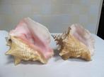 grote schelp, Verzamelen, Mineralen en Fossielen, Ophalen of Verzenden, Schelp(en)