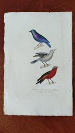 Gekleurde ornithologische antieke prenten, Gebruikt, Ophalen of Verzenden, Voor 1940, Dier
