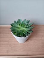 Vetplant met kleintje incl pot, Huis en Inrichting, Kamerplanten, Ophalen, Vetplant, In pot, Minder dan 100 cm