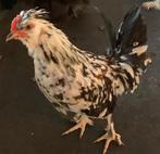 Ter adoptie aangeboden kriel haantje kippen vogels, Meerdere dieren, Tam