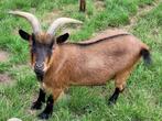 Gecastreerde dwergbok. Geb. 5-12-2021, Dieren en Toebehoren, Schapen, Geiten en Varkens, Mannelijk, Geit