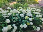 Hortensia Annabelle, Tuin en Terras, Ophalen, Overige soorten, Halfschaduw