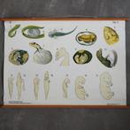 Schoolplaat Celdeling en vorming van het embryo II – 1928, Antiek en Kunst, Ophalen of Verzenden, Natuur en Biologie