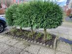 3 gratis boompjes (zelf uitgraven), Halfschaduw, Bolboom, Ophalen, 100 tot 250 cm