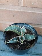 Sanseveria Kirkii cv. Silver Bleu plantje, Groene kamerplant, Ophalen of Verzenden, Halfschaduw, Minder dan 100 cm