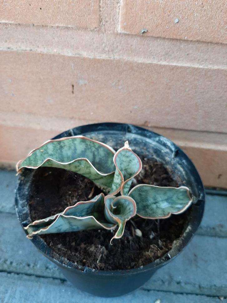 Sanseveria Kirkii cv. Silver Bleu plantje, Huis en Inrichting, Kamerplanten, Minder dan 100 cm, Groene kamerplant, Halfschaduw