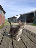 Lieve Boerderij kittens, Dieren en Toebehoren, Katten en Kittens | Overige Katten, Meerdere dieren