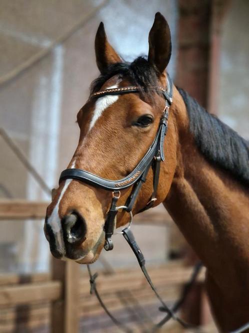 Hooftstel te koop, Dieren en Toebehoren, Paarden en Pony's | Hoofdstellen en Tuigage, Ophalen