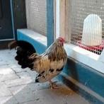 Antwerpse baardkriel hanen., Dieren en Toebehoren, Mannelijk, Kip