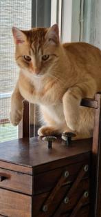 Rode kater gecastreerd, Dieren en Toebehoren, Kater, Kortharig, 3 tot 5 jaar