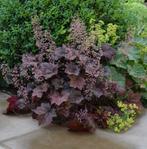 Heugera palace purple purperklokje, vaste plant, sierplant, Volle zon, Vaste plant, Zomer, Ophalen