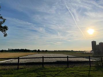 Plek voor trainingspaard! Trainen/zadelmak maken/doorrijden beschikbaar voor biedingen