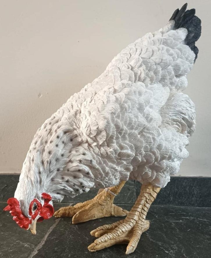 kip, Dieren en Toebehoren, Pluimvee, Kip, Vrouwelijk