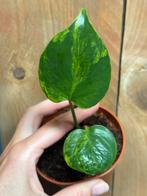Monstera deliciosa variegata plant aurea yellow lime mint, Huis en Inrichting, Kamerplanten, Ophalen of Verzenden, Overige soorten