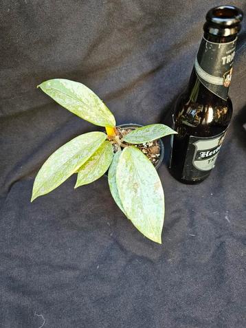 Hoya pubicalyx silver ghost nr 2 zie aktie  beschikbaar voor biedingen
