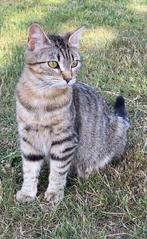 Kat, Poes, Ontwormd