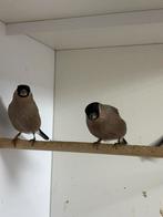 Noorse goudvink pop, Dieren en Toebehoren, Vogels | Overige Vogels, Vrouwelijk, Wildzangvogel, Geringd