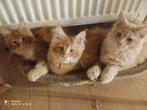 Russische Maine Coon kittens, Dieren en Toebehoren, Katten en Kittens | Raskatten | Langhaar, Meerdere dieren, Ontwormd
