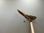Te koop: koppel baardmannen ‘22/23, Dieren en Toebehoren, Vogels | Overige Vogels, Meerdere dieren, Tropenvogel