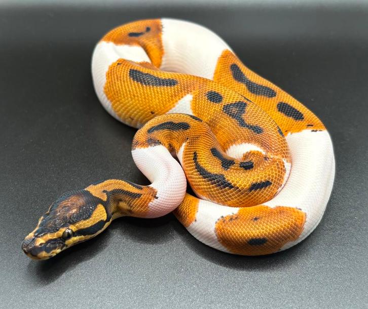 1.0 Orange Dream Pied ball python regius te koop