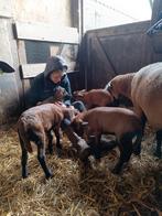 Barbados Black Belly lammeren te koop, Dieren en Toebehoren, Meerdere dieren, Schaap