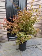 Acer Japanse Esdoorn, Tuin en Terras, Planten | Bomen, Ophalen, Bloeit niet, Halfschaduw, Overige soorten
