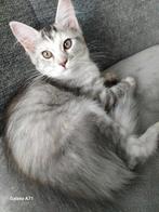 Maincoon kittens, Meerdere dieren