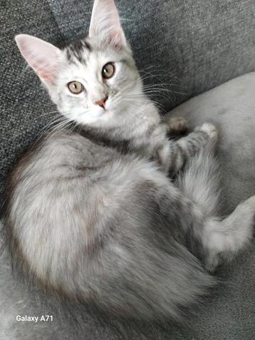 Maincoon kittens beschikbaar voor biedingen