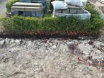 Gratis 15 meter Buxus - €15 bij zelf uitgraven!, Ophalen, Buxus, Haag, Minder dan 100 cm