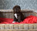 Lieve labrador x Springer pups met gouden karakter, Dieren en Toebehoren, Rabiës (hondsdolheid), 8 tot 15 weken, Labrador retriever