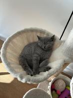 Britse korthaar kittens, Dieren en Toebehoren, Katten en Kittens | Overige Katten, Meerdere dieren