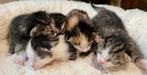 5 schattige, mooie kittens geboren.Cyperse moeder, Dieren en Toebehoren, Meerdere dieren, Kortharig, 0 tot 2 jaar