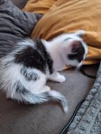 4 kittens 8 weken oud, Meerdere dieren
