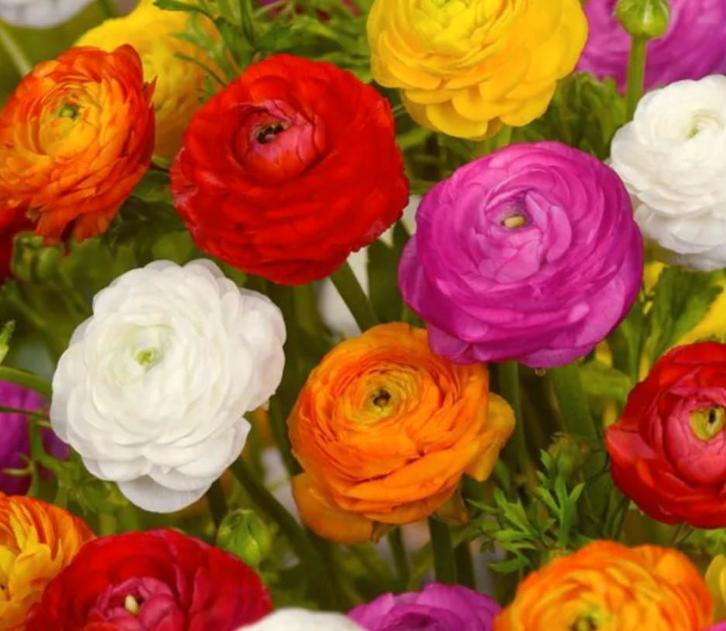 Ranonkel Ranunculus gemengd bolmaat 4/5 (50 stuks), Tuin en Terras, Bloembollen en Zaden, Bloembol, Voorjaar, Volle zon, Ophalen