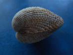 Schelpen: Trachycardium egmontianum Shut. gem 52mm, Verzenden, Schelp(en)