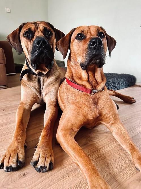 Gezocht: oppas in vakantie, Dieren en Toebehoren, Honden-accessoires, Ophalen of Verzenden