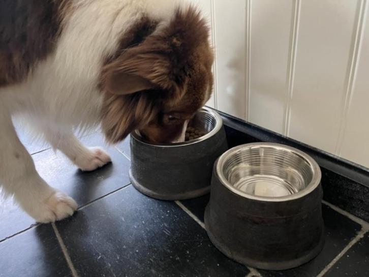 Landelijke stoere Voerderbak - of drinkbak - Kat/Hond-, Dieren en Toebehoren, Hondenvoerbakken en Drinkbakken, Nieuw, Ophalen of Verzenden