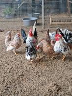 Alvast te reserveren broedeieren voor 2026, Dieren en Toebehoren, Pluimvee, Geslacht onbekend, Kip