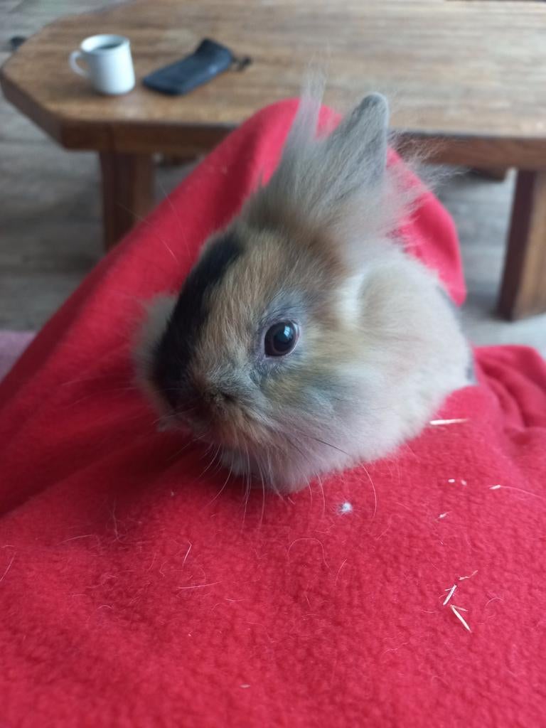 Vos dwerg konijntje te koop, Dieren en Toebehoren, Konijnen, Mannelijk, Dwerg