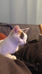 Female castrated cat, Dieren en Toebehoren, Krabmeubelen, Ophalen, Zo goed als nieuw, Krabpaal