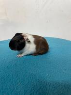 Diverse cavias, Dieren en Toebehoren, Knaagdieren, Cavia, Meerdere dieren, Tam, September