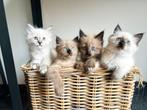 Ragdoll kitten(s) geluk op pootjes!, Dieren en Toebehoren, Poes, Ontwormd, 0 tot 2 jaar