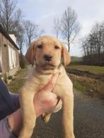 Prachte Zwarte en Red Fox Labrador Pups., Dieren en Toebehoren, Honden | Retrievers, Spaniëls en Waterhonden, 8 tot 15 weken, Labrador retriever