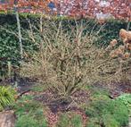 Kardinaalsmuts euonymus alatus, Tuin en Terras, Ophalen, Vaste plant, Overige soorten