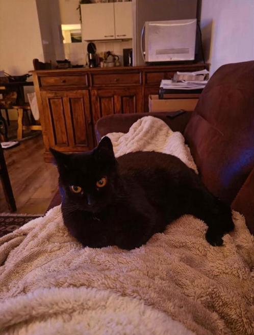 Nieuw thuis gezocht voor Bunny, Dieren en Toebehoren, Katten en Kittens | Overige Katten, Kortharig, Poes, 6 jaar of ouder