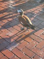 Grijskop casarca.s gezocht, Vrouwelijk, Kip