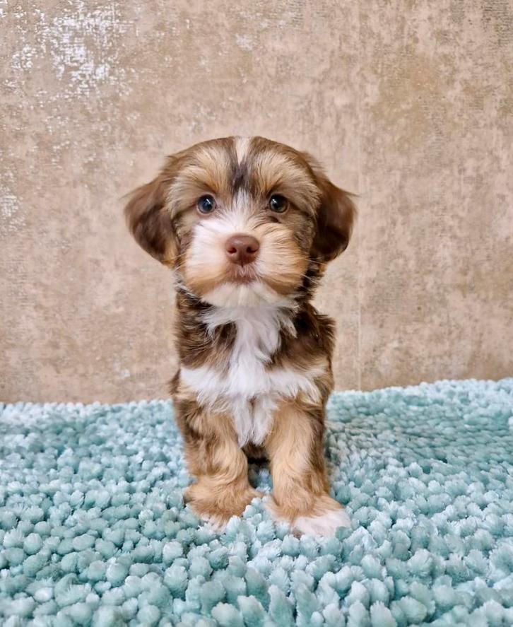 Prachtige boomer pups, Dieren en Toebehoren, Honden | Chihuahua's en Gezelschapshonden, Teef, Overige rassen, Fokker | Professioneel