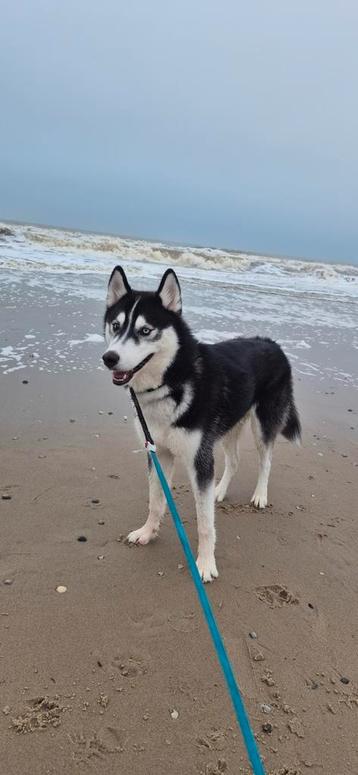 Lieve husky van 1 jaar  zoekt een nieuwe baasje.  beschikbaar voor biedingen