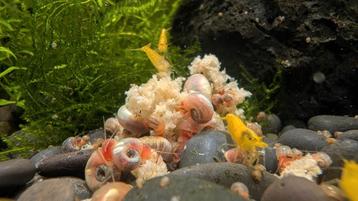 Ramshorn /Posthoorn slakken +/- 0.5 cm beschikbaar voor biedingen
